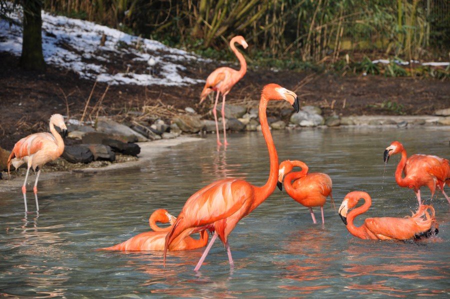 🐦 조류 자유 비행장(포겔프라이플루간라게)